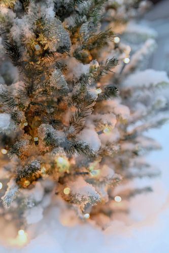 Abstracte fotografie | Macrofotografie | Kerstboom III