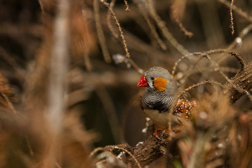 Oiseau dans la végétation II par Geke Woudstra
