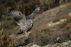 Great Grey Owl ( Strix nebulosa ) flapping wings, Europe.