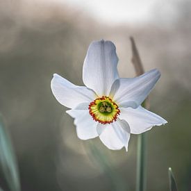 Bloemen part 440 van Tania Perneel