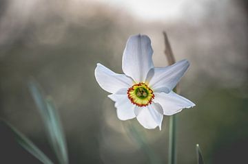 Blumen Teil 440 von Tania Perneel