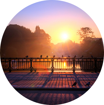 Dageraad duiven Amsterdam van Dennis van de Water