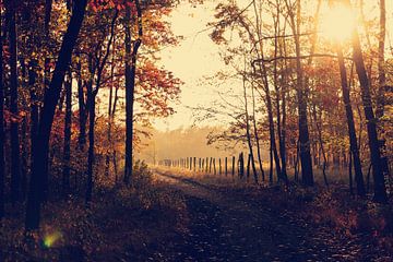 Herfst in het bos von Didden Art