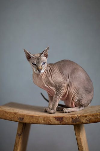 Russische Peterbald Mousy