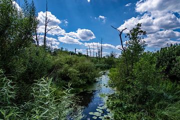 Climate change in the valley of the river Flies