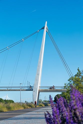 Dafne schippersbrug vanaf de kant van Leidsche rijn met paarse bloemen