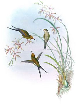 Langstaartige smaragd, John Gould van Hummingbirds