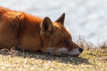 wilde vos van ton vogels