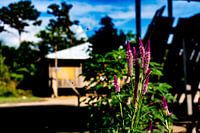 Magnifiques fleurs violettes dans un village amazonien au Pérou, Amérique du Sud.