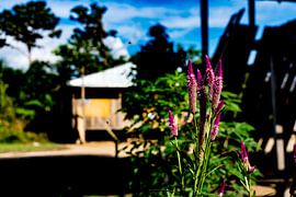 Schöne violette Blüten im Amazonas-Dorf in Peru, Südamerika. von John Ozguc