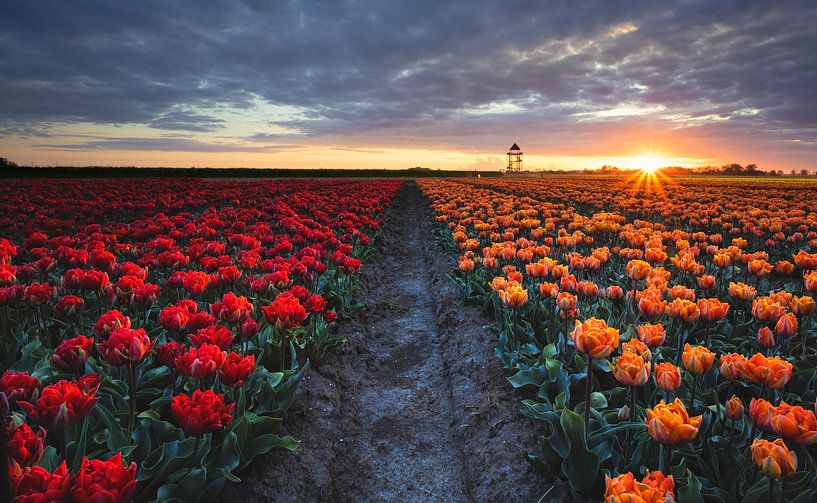 Ultimate tulip photo by peterheinspictures