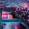 Meguro-Fluss mit Kirschblüten in Tokio von Mickéle Godderis