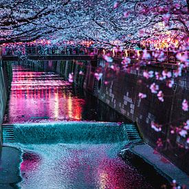 Meguro-Fluss mit Kirschblüten in Tokio von Mickéle Godderis