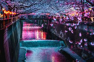 Meguro river met kersenbloesems in Tokyo van Mickéle Godderis
