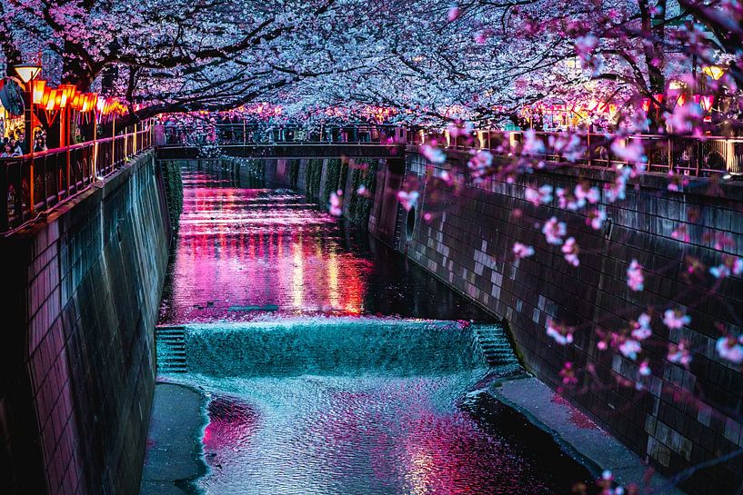 Meguro river with cherry blossoms in Tokyo by Mickéle Godderis