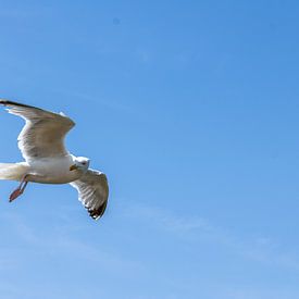 Seagull by Niels Langerak