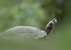 Portrait d'une tortue au zoo sur Ingrida Marunovaite