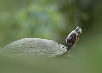 Portrait of a turtle at the zoo by Ingrida Marunovaite