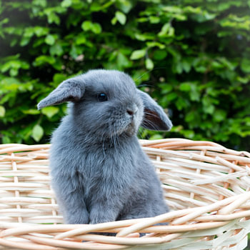 Lapin de hangar gris