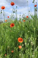 Field of poppies