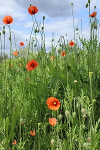 Champ de coquelicots sur Angelique Raaijmakers