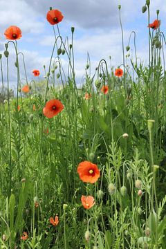 Champ de coquelicots sur Angelique Raaijmakers