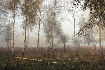 Uferlandschaft Schwackenreuter Seen im Nebel mit Birken und Schwänen - Mühlingen von BlattArt - Christine Horn