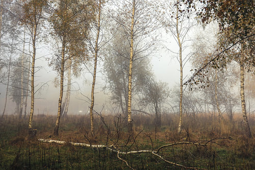 Oeverlandschap van Schwackenreuter gezien in de mist met berken en zwanen - Mühlingen