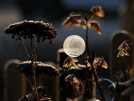 Still life frozen bubble by Marjolijn Houwing