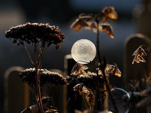 Nature morte bulle gelée