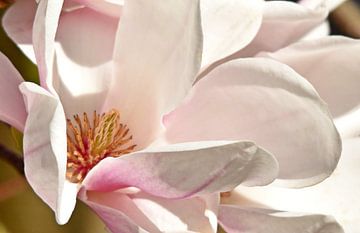 Star magnolias in the sunshine by Werner Lehmann