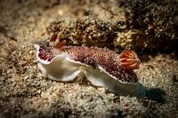 Nudibranches, L'île Kapalai, Malaisie