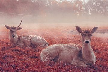 My deer van Elianne van Turennout