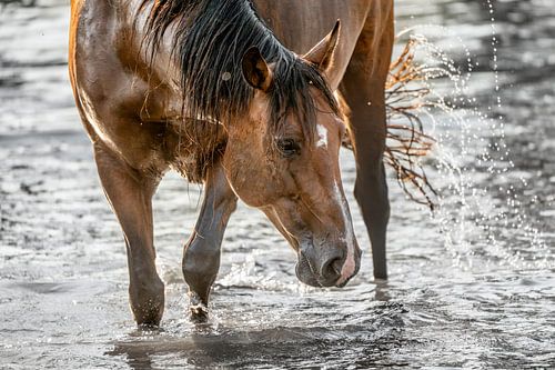 Paard Spelende Gratie in het Water