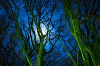 Mond hinter Baumzweigen in der Nacht. von Noud de Greef Miniaturansicht