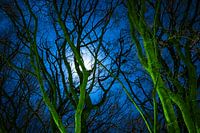 Lune derrière des branches d'arbres dans la nuit.