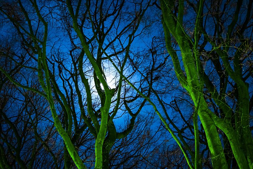 Moon behind tree branches in the night. by Noud de Greef