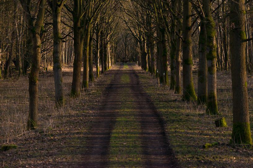 Oostvaardersplassen Almere by Brian Morgan
