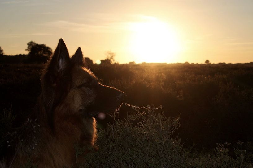 German Shepherd  by Anita Moek