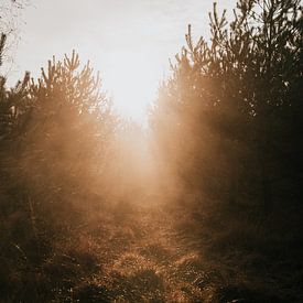 Zonlicht door de bomen | reisfotografie natuurfotografie foto print de Veluwe| Tumbleweed & Fire van Eva Krebbers | Tumbleweed & Fireflies Photography