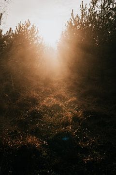 Zonlicht door de bomen | reisfotografie natuurfotografie foto print de Veluwe| Tumbleweed & Fire van Eva Krebbers | Tumbleweed & Fireflies Photography
