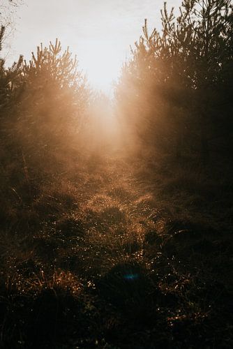 La lumière du soleil à travers les arbres | photographie de voyage ; photographie de nature ; impres sur Eva Krebbers | Tumbleweed & Fireflies Photography