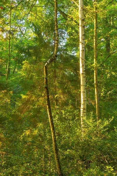 Sunrise in the forest (Groningen- Netherlands) by Marcel Kerdijk