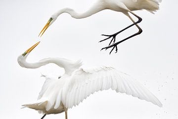 Great Egret, Egretta alba by Beschermingswerk voor aan uw muur