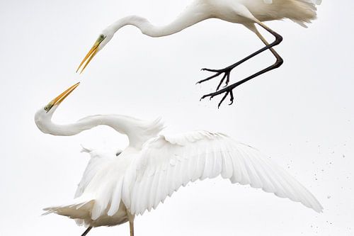 Grote Zilverreiger, Egretta alba van Beschermingswerk voor aan uw muur