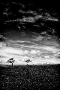 Two trees