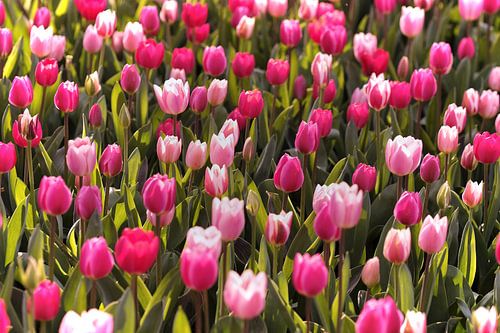 Gemischtes Tulpenfeld