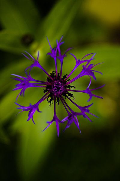 Cornflower blue by Monique D. van de Wal