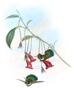 Gemaskeerde wig-bill, John Gould van Hummingbirds