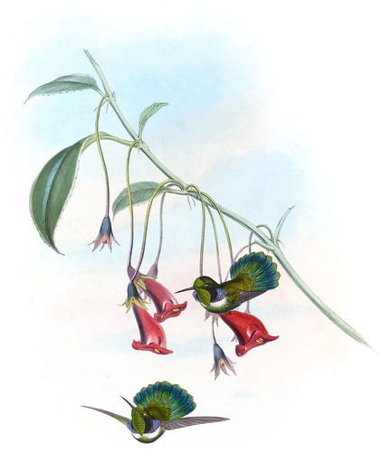 Bill de coin masqué, John Gould